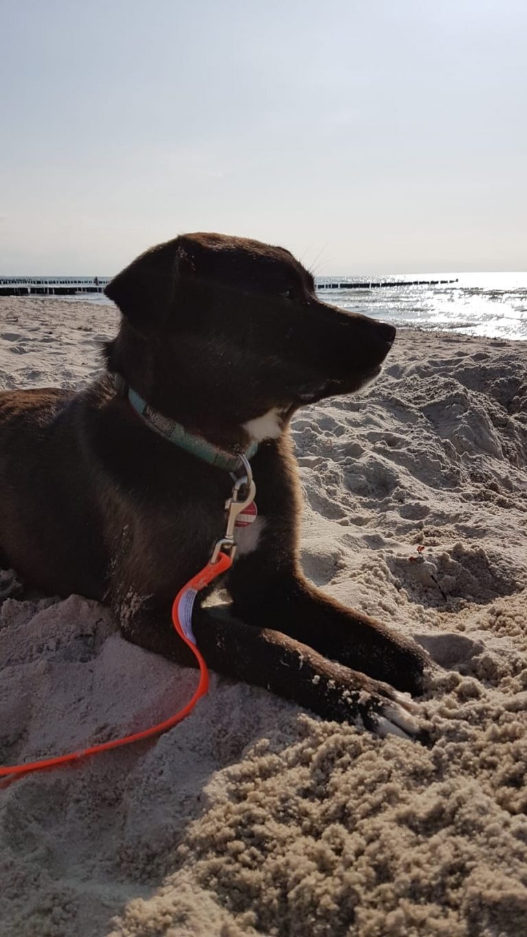 Schwarzer Hund am Strand)