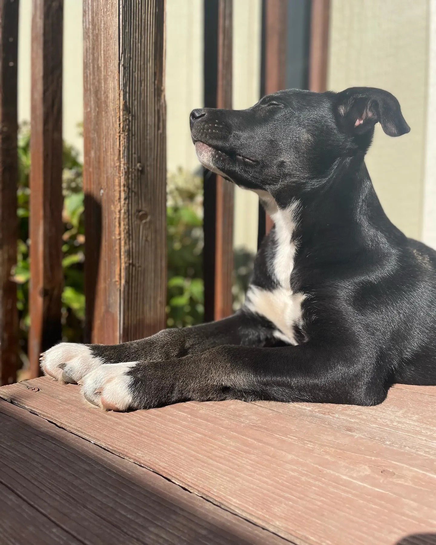 Schwarzer Hund auf einer Sonne