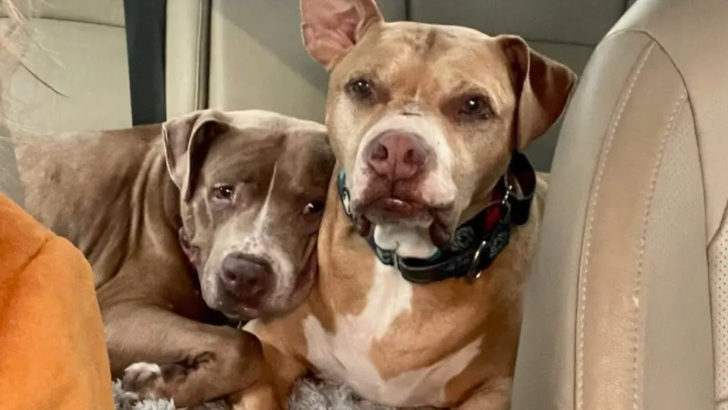 Sieh, wie diese zwei Hunde sich nach dem Verlust ihres besten Freundes trösten