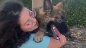 Deutscher Schaeferhund mit zerebellarer Hypoplasie