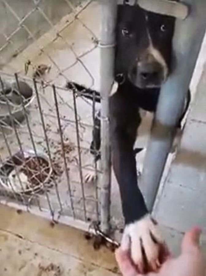 Tierheimhund der mit seiner Pfote ueber den Zaun hinausgreift