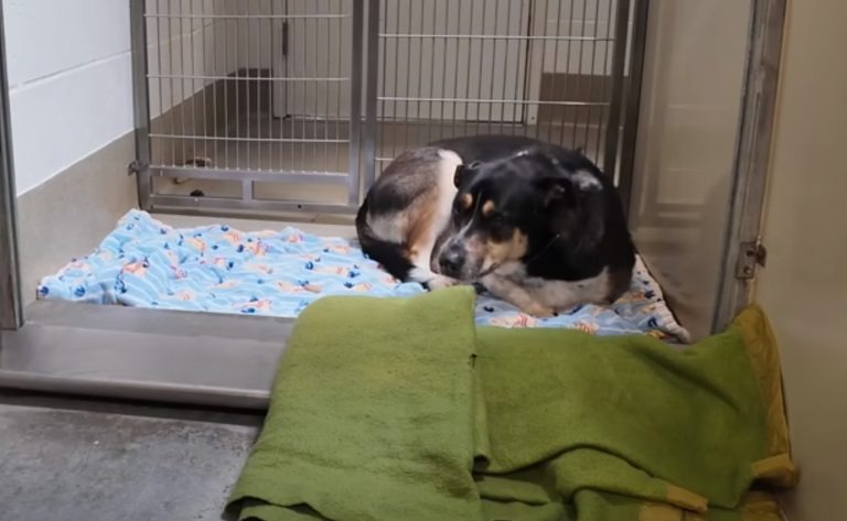 Tierheimhund zusammengerollt auf einer Decke