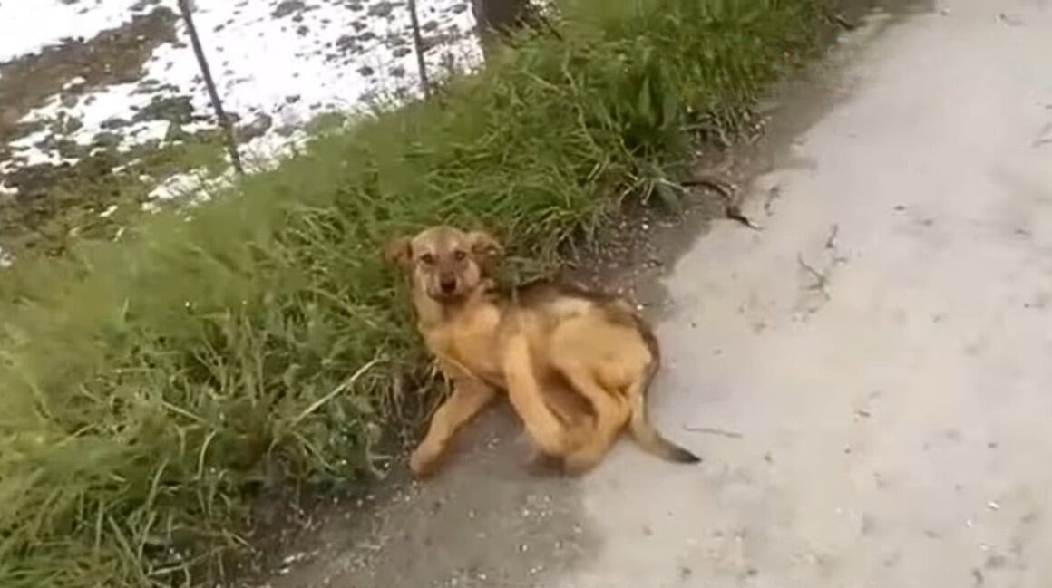 Verletzter Hund auf der Strasse