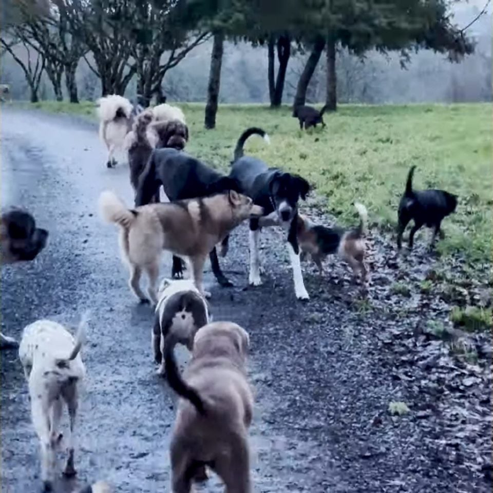 Viele Hunde