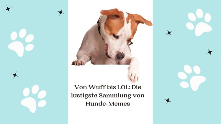 Die lustigste Sammlung von Wuff bis LOL Hunde-Memes