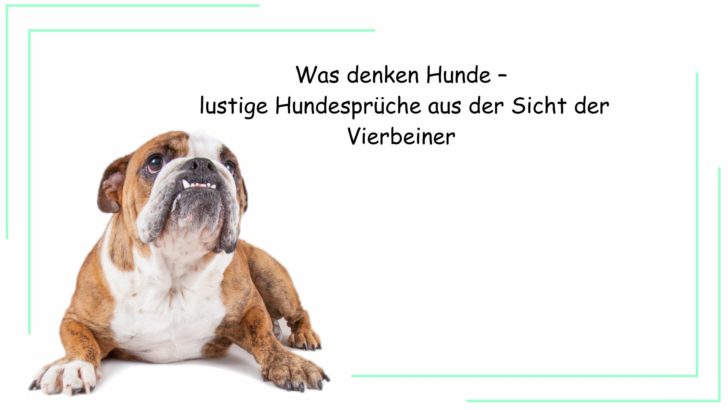 Was denken Hunde – lustige Hundesprüche aus der Sicht der Vierbeiner
