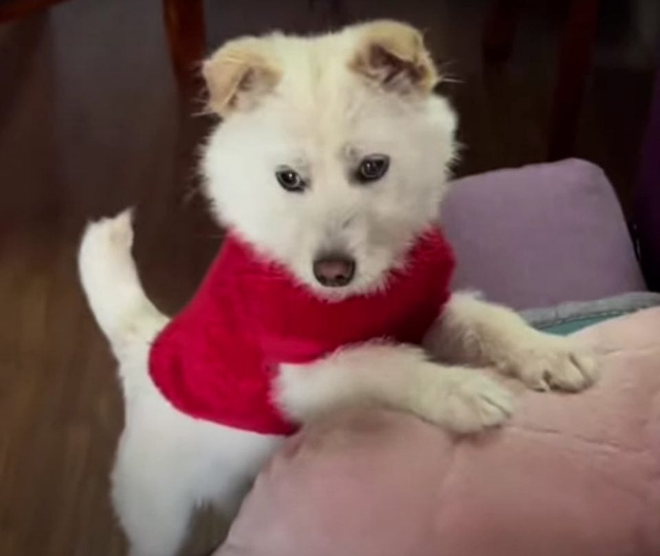 Weißer Hund im roten Pullover