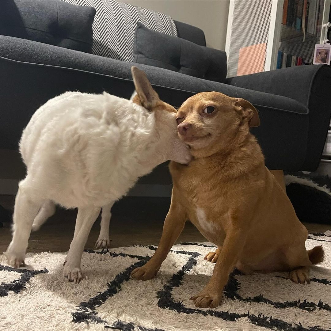 Weisser Hund kuesst einen Chihuahua