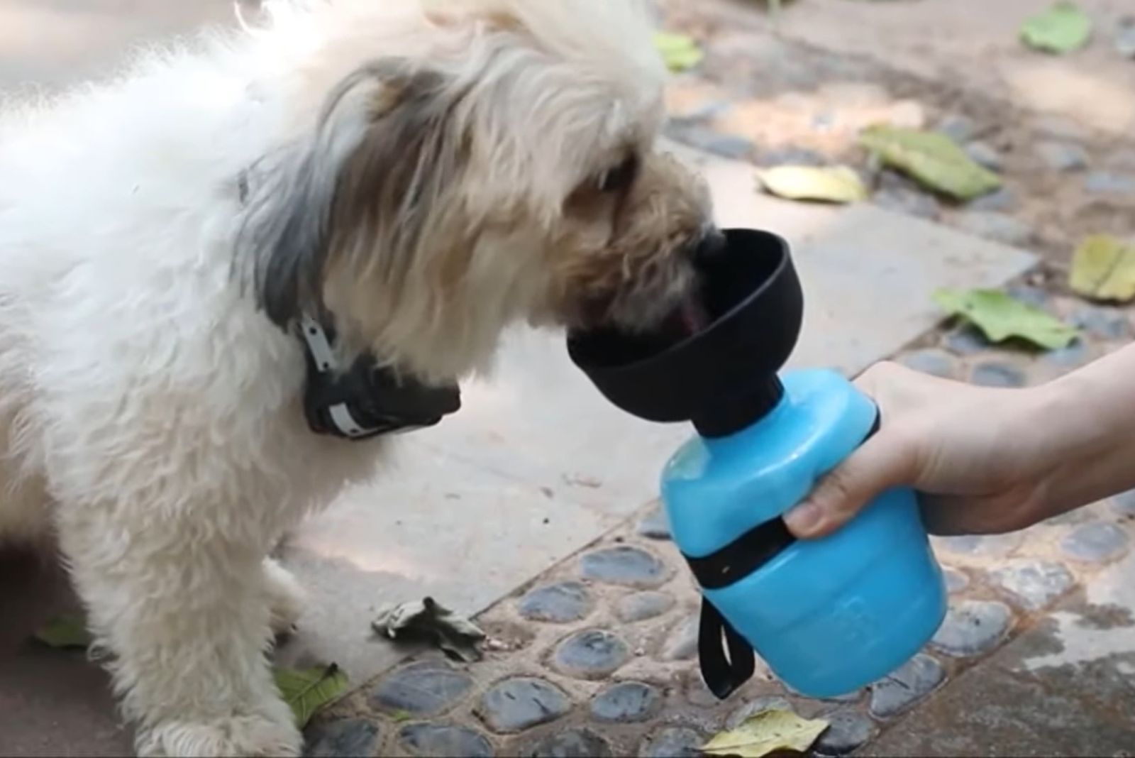 Weißer Hund trinkt Wasser
