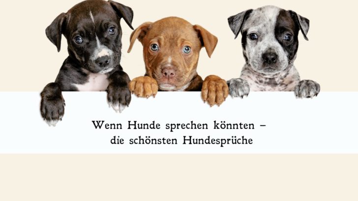 Wenn Hunde sprechen könnten – die schönsten Hundesprüche