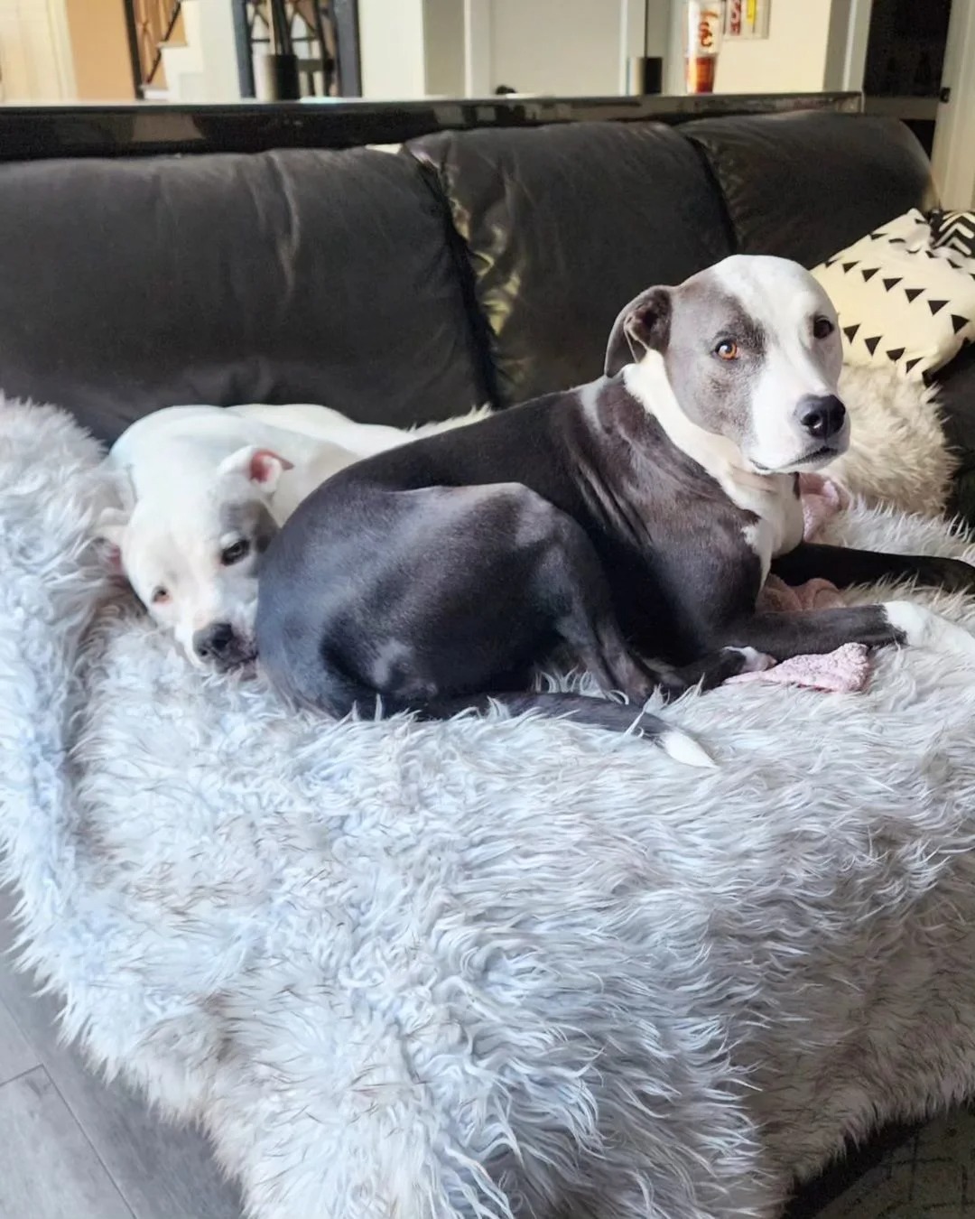 Zwei Hunde auf einem Sofa