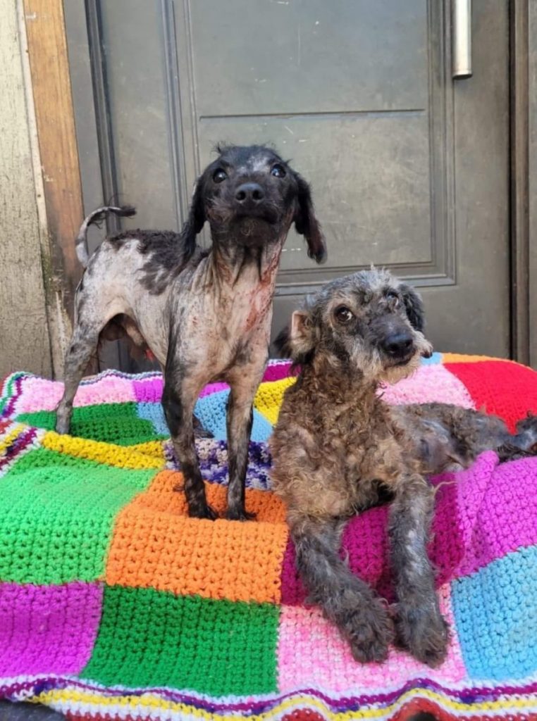 Zwei Hunde auf einer bunten Decke