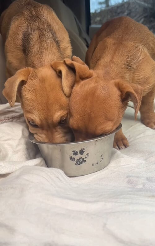 Zwei Hunde fressen aus einem Napf