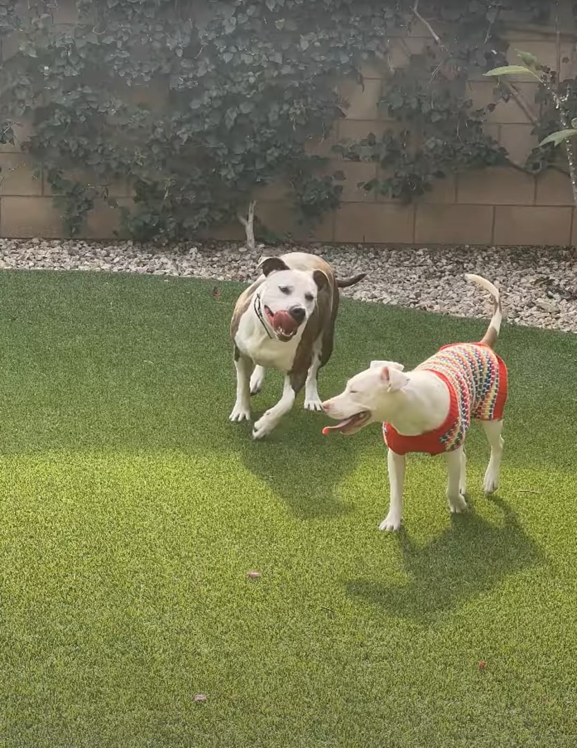 Zwei Hunde im Garten