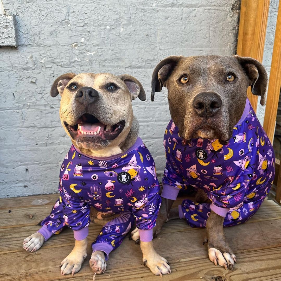 Zwei Hunde im Pyjama