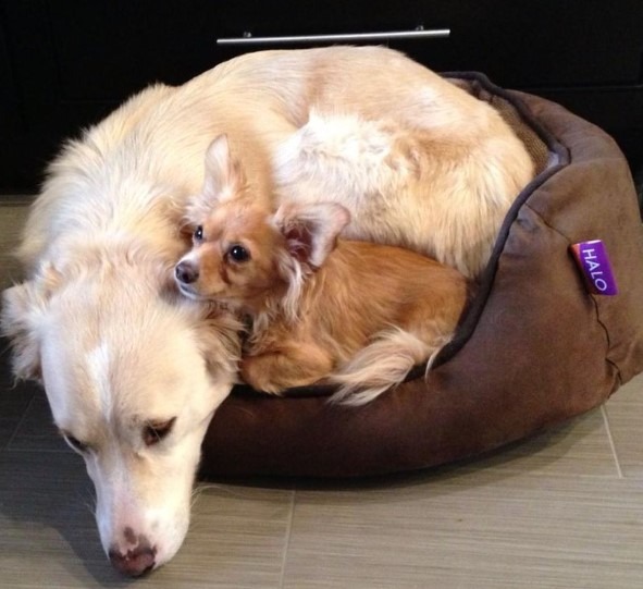 Zwei Hunde in einem Hundebett