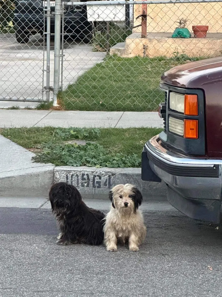 Zwei Hunde sitzen auf der Straße