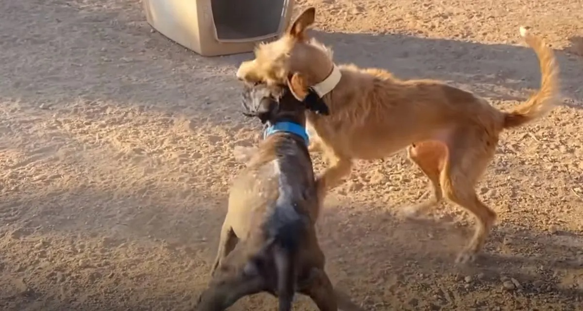 Zwei Hunde spielen draussen miteinander