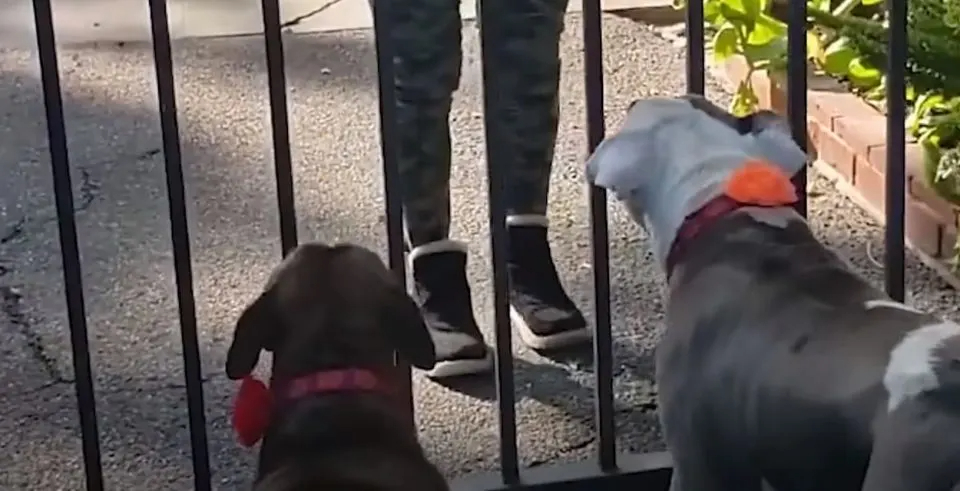 Zwei Hunde stehen vor einem Tor