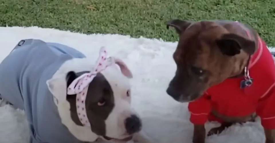 Zwei Pitbulls in Hundekleidung
