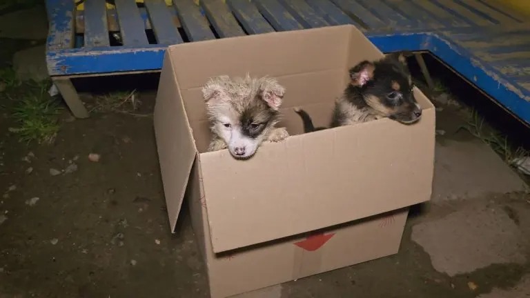 Zwei Welpen in einer Box