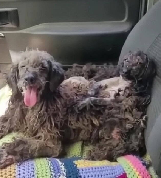zwei Hunde im Auto