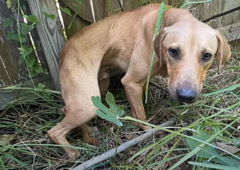 Abgemagerter verlassener Hund