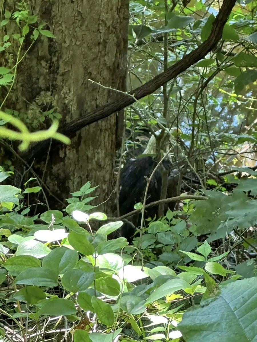 Adler im Wald