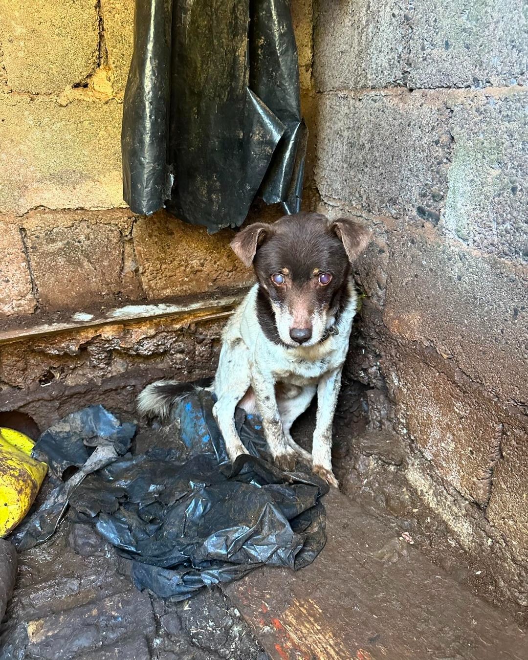 Armer Hund sitzt in schmutziger Umgebung 