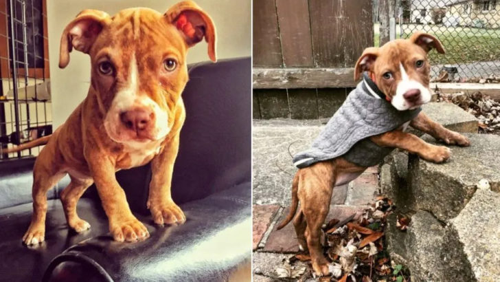 Ausgehungerter Pitbull-Welpe, der nur noch wenige Tage zu leben hat, verwandelt sich in den süßesten Hund