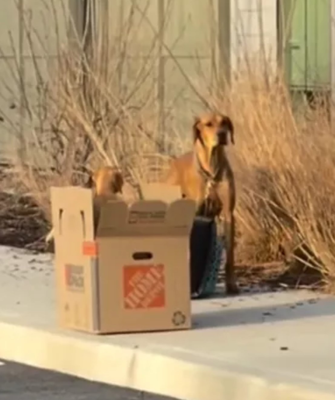 Ausgesetzte Hunde in Box