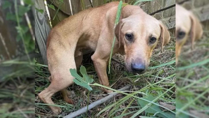 Ausgesetzter Hund, der neben einem Müllcontainer gefunden wurde, verwandelt sich in einen brandneuen Hund