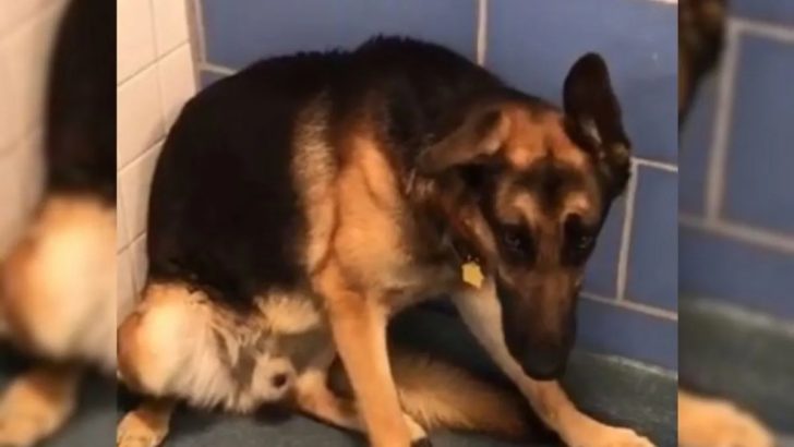 Besitzer haben ihren Hund im Tierheim abgegeben, weil sie ein Baby erwarteten