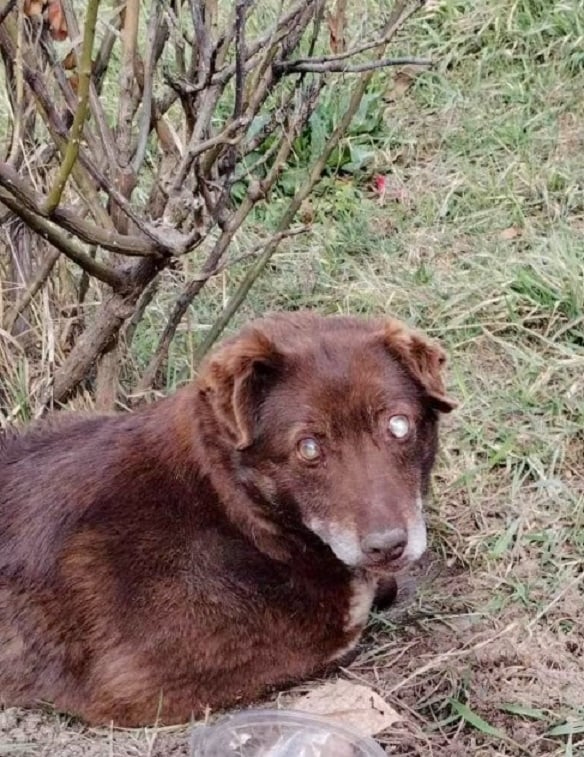 Blinder Hund liegt auf Gras