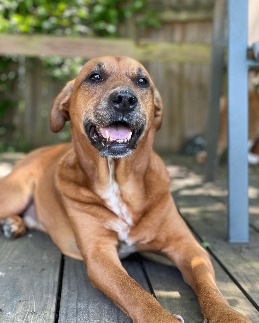 Brauner Hund liegt auf Veranda