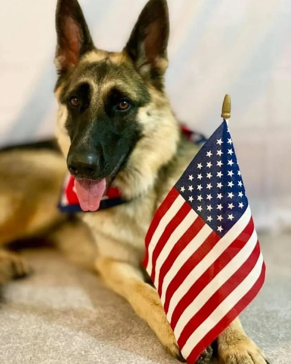 Deutscher Schaeferhund mit USA Fahne