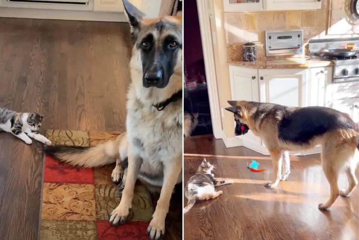Deutscher Schaeferhund spielt mit einem Kaetzchen im Haus