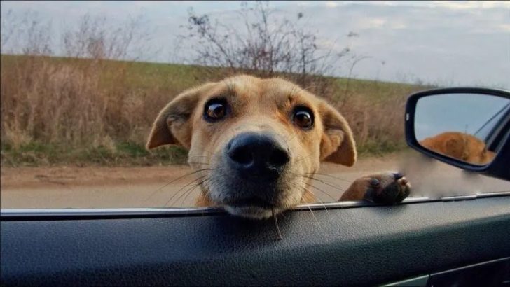 This sweet dog mom stuck her head in a stranger's car and asked for help