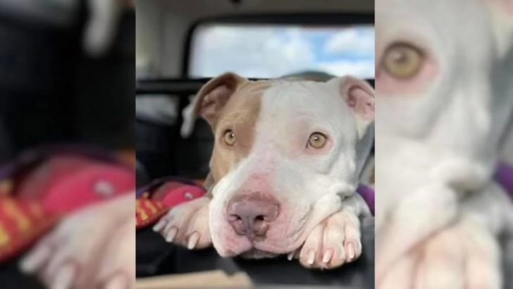 Dieser Rettungshund versuchte 3 Jahre lang, ein Zuhause zu finden, bis sich sein Glück eines Tages änderte