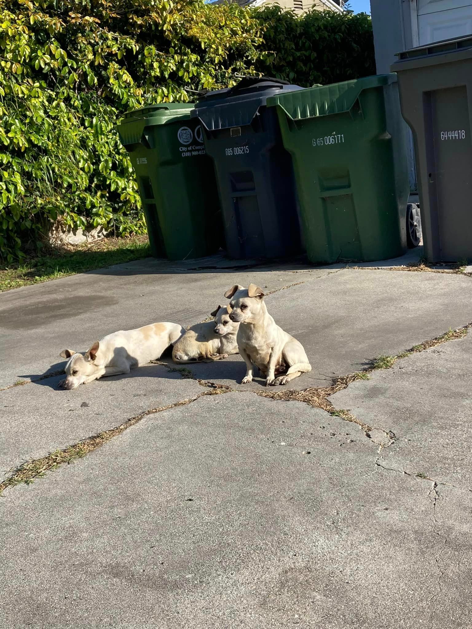 Drei Hunde auf einem Gehweg