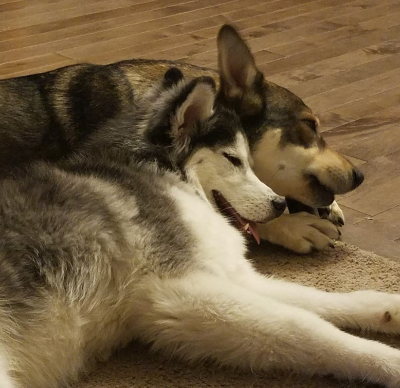 Ein Hund lehnt sich an den anderen der auf dem Boden schlaeft