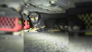 Hund unter einem Auto