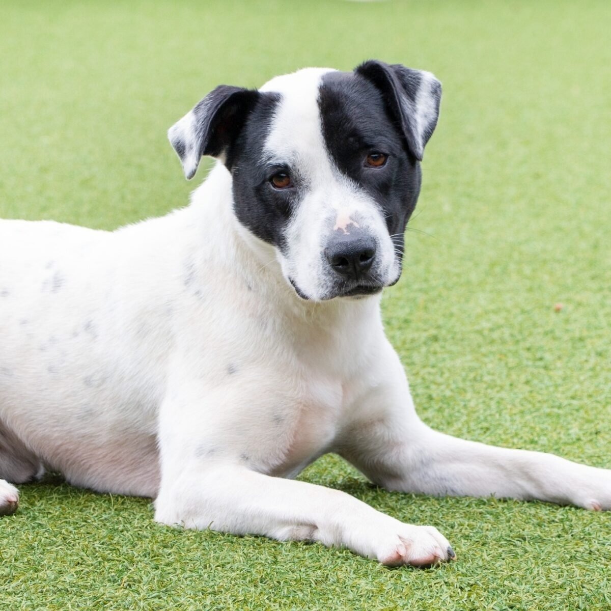 Ein sehr suesser Hund liegt auf dem Boden