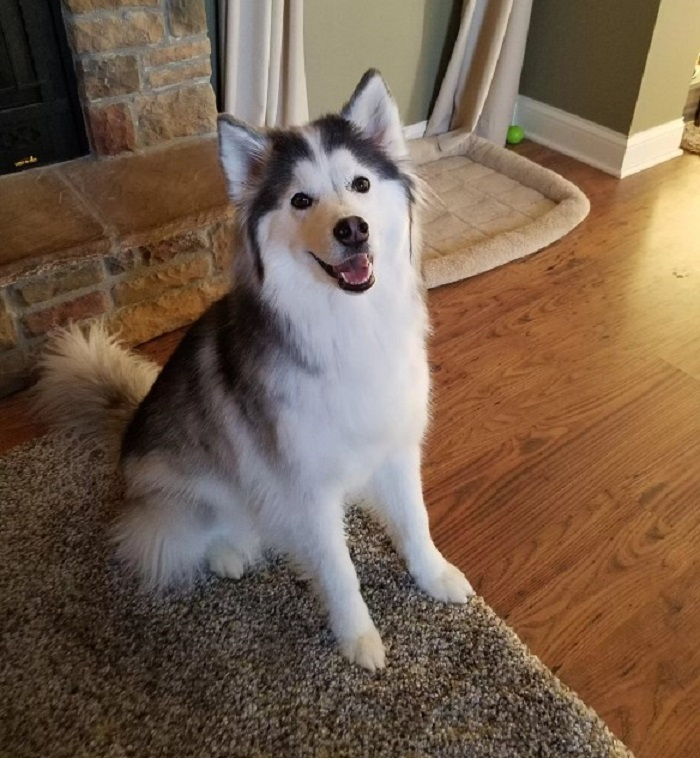 Ein sueßer Husky-Welpe sitzt auf dem Teppich und schaut in die Kamera