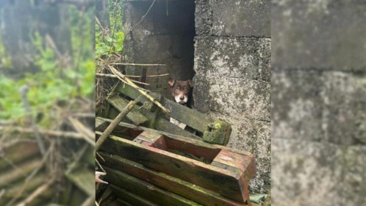 Ein trauriger Hund, der an einem zugemüllten Ort eingesperrt war, kann nicht aufhören zu lächeln, nachdem er sich wieder geliebt fühlt