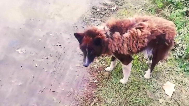 Ein treuer Hund, der an einer Straße ausgesetzt wurde, wartete mit sehnsüchtigen Augen auf seinen Besitzer