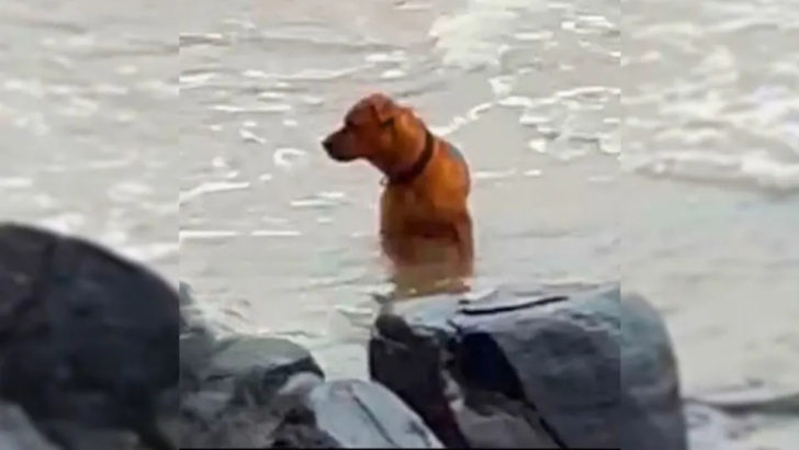 Ein verlassener Hund suchte am Strand nach seinem Herrchen, bis gute Menschen es schafften, ihn zu retten