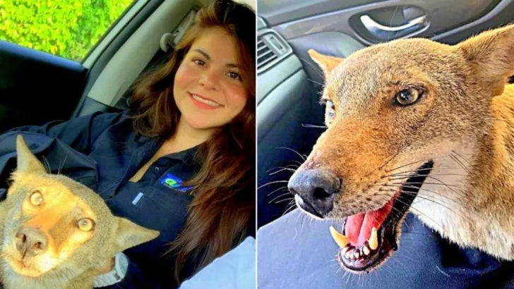 Eine Frau, die dachte, sie hätte einen verletzten Hund gerettet, fand heraus, dass es gar kein Hund war