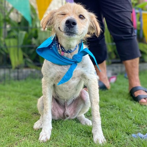 Erholter Hund im Gras sitzend