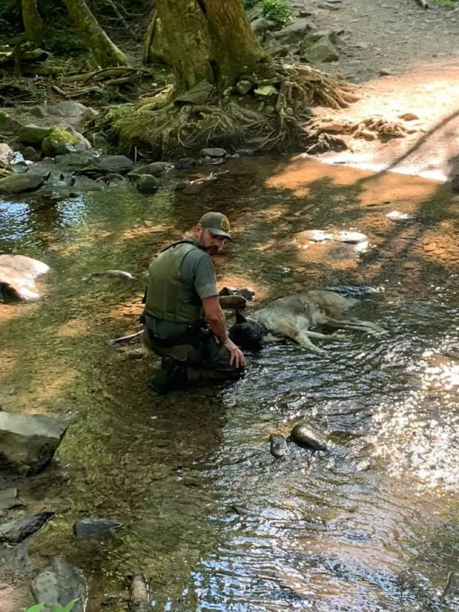 Foester kniet neben einem Hund der im Wasser im Wald liegt